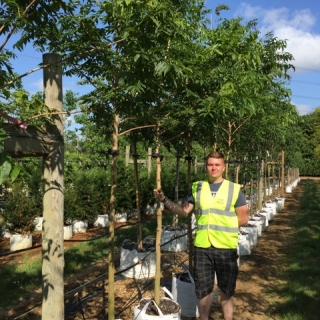 12-14cm girth Phellodendron amurense at Barcham Trees