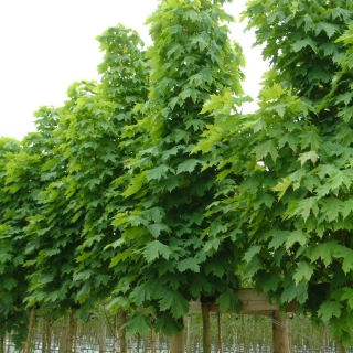 Acer platanoides Columnare at barcham trees