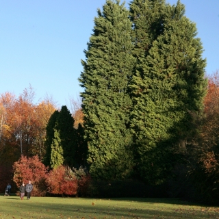 Mature Cupressocyparis leylandii