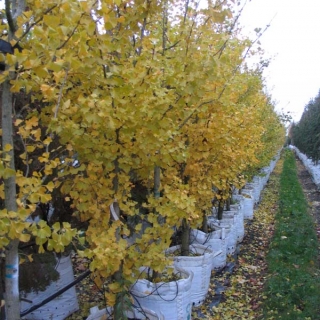 Ginkgo biloba in autumn foliage