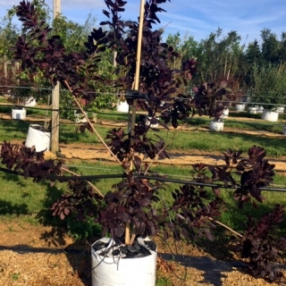 Cotinus coggygria Royal Purple at barcham trees