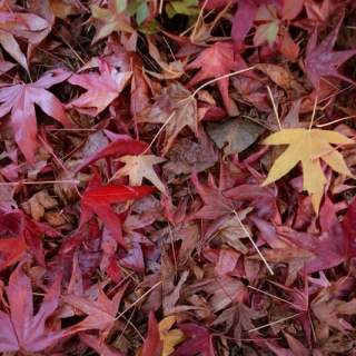 Liquidambar styraciflua Worplesdon (Pleached) autumn foliage