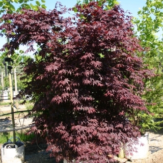 Acer palmatum Atropurpureum multi-stem