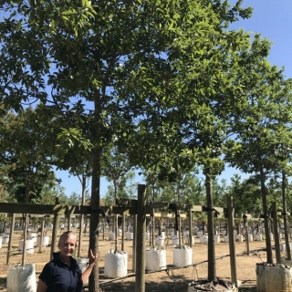 Quercus Imbricaria at barcham trees