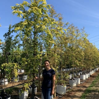 Metasequoia glyptostroboides Goldrush