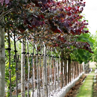 Cercis canadensis Forest Pansyat barcham trees