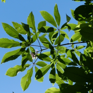 Aesculus indica foliage