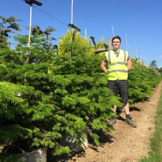 Abies nordmanniana