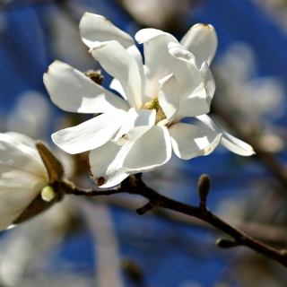 single white flower of Magnolia x loebneri Merrill Multi Stem