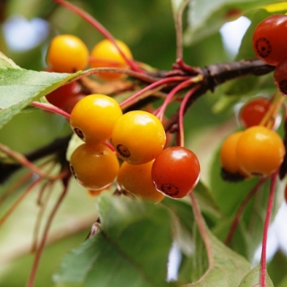 the berries of Malus toringo