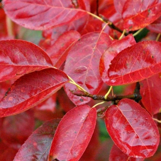 auumn foliage of Amelanchier lamarckii