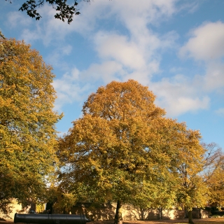 Mature Tilia x europaea in a parkland setting displaying autumn colour