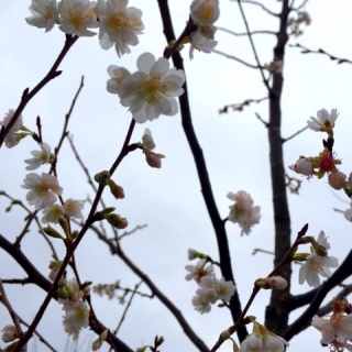 the winter flowers of Prunus subhirtella Autumnalis