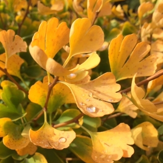 autumn foliage of Ginkgo biloba Golden Globe