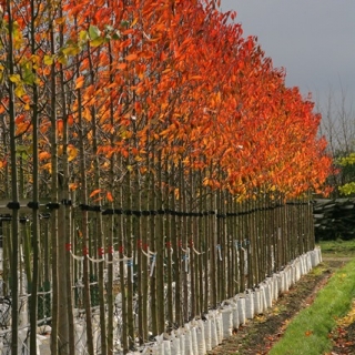 The flame orange foliage of Prunus avium Plena in autumn