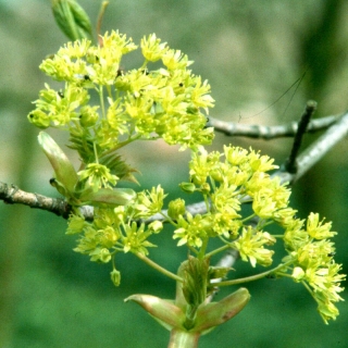 the yellow flower of Acer platanoides Farlakes Green