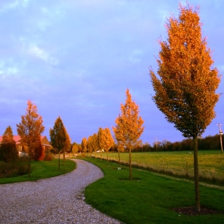 Beautiful autumn colour of  Medium Upright Hornbeam from this batch <> Carpinus betulus Frans Fontaine