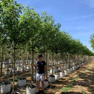 Liquidambar styraciflua Worplesdon