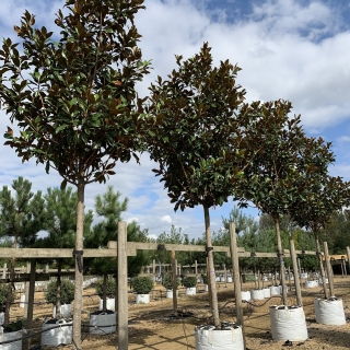 Magnolia Grandiflora