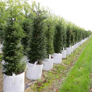 Taxus baccata at Barcham Trees