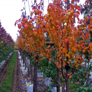 Autumn colour of Prunus hillieri Spire