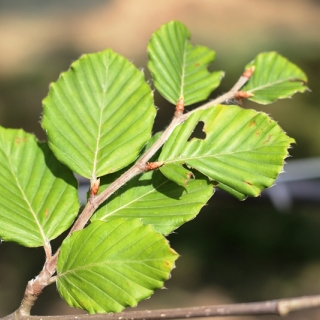 the foliage of Fagus sylvatica Zlatia