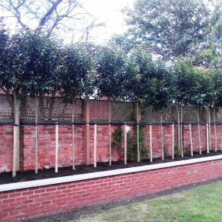 Ligustrum japonicum as sreening above a fenceline