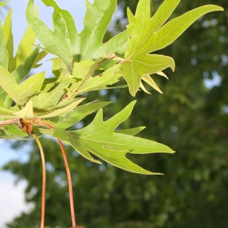 foliage and seed of Platanus orientalis Digitata