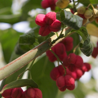 RedEuonymous europaea Red Cascade berries of