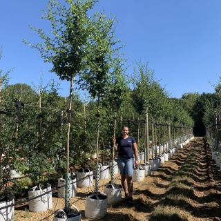 Crataegus laevigata Pauls Scarlet