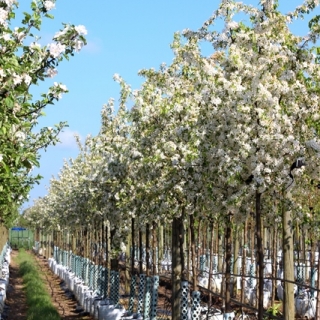 row of Malus toringo in flower