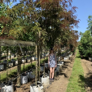 Gleditsia triacanthos Ruby Lace