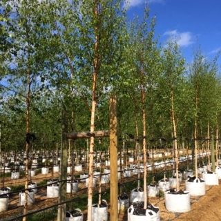 Betula pendula Beverley Baeuty at barcham trees