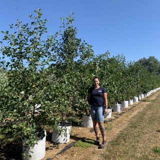 Alnus glutinosa multi stem