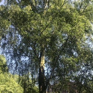 Mature Betula pendula Dalecarlica