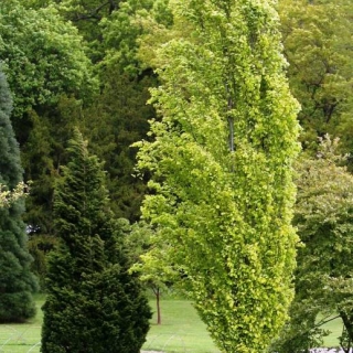 Mature specimen of  Fagus sylvatica Dawyck Gold