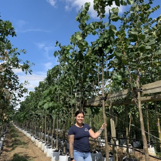 Tilia americana Redmond