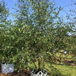 Betula pubescens at barcham trees