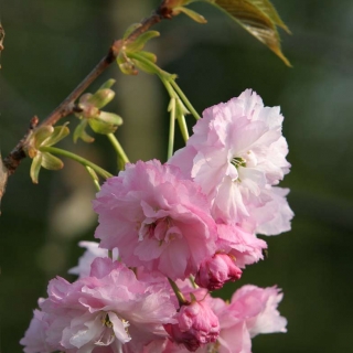 the pink flower of Prunus Pink Perfection