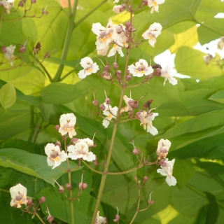 flowers of Catalpa bignonioides Aurea