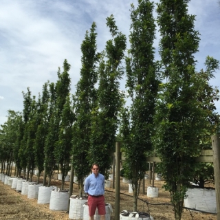 Quercus palustris Green Pillar to scale at barcham trees