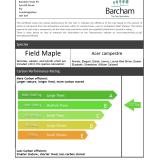 Acer campestre multi-stem