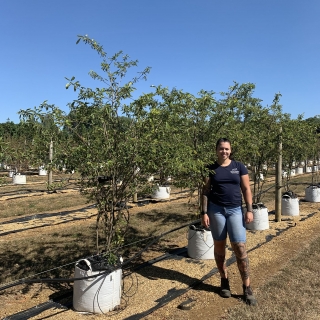 Amelanchier lamarckii multi-stem