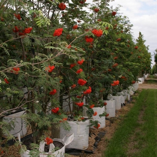 Row of Sorbus aucuparia muli-stems on Barcham Trees nursery