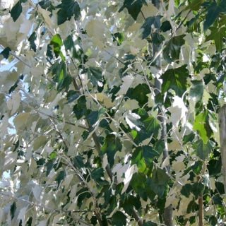 The silver/green foliage of Populus alba