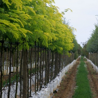 Gleditsia triacanthos Sunburst on the Barcham trees nursery