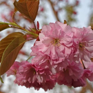 the pink flower of Prunus kanzan multi-stem