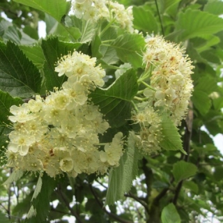 The white flowers of Sorbus incana