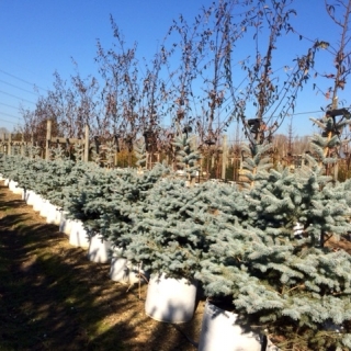 Single specimen of Picea pungens Blue Diamond