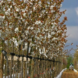 Prunus Tai Haku in flower on the Barcham Trees nursery